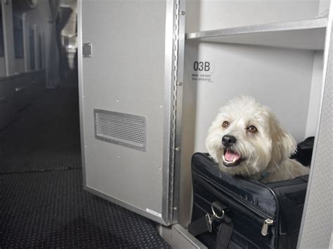 American airlines pet. Things To Know About American airlines pet. 
